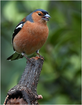 Chaffinch 2